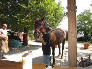 Nel corso intensivo si segue il cavallo in tutto, anche assistendo il maniscalco