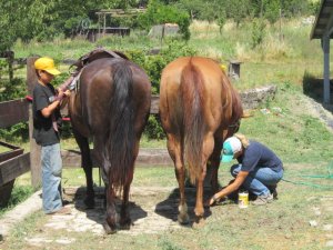 Curare il proprio cavallo è un dovere