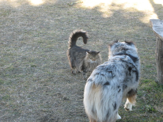 Il general Gateaux e l'ammiraglio Sky discutono il programma del giorno