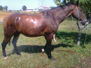 Rocky, anziano ma solido, arrvierà presto al Ranch