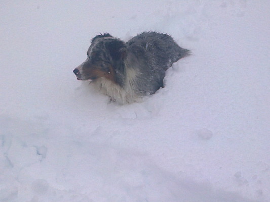 Sky sommerso dalle neve 
