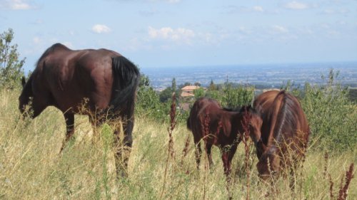 Pascolo con vista, lontano dai box!