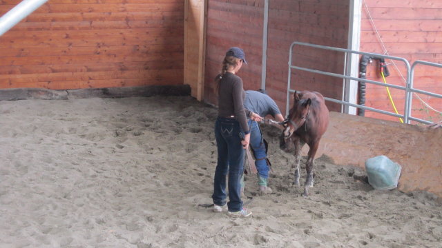 Teo al lavoro sui piedi del puledro, Lola osserva