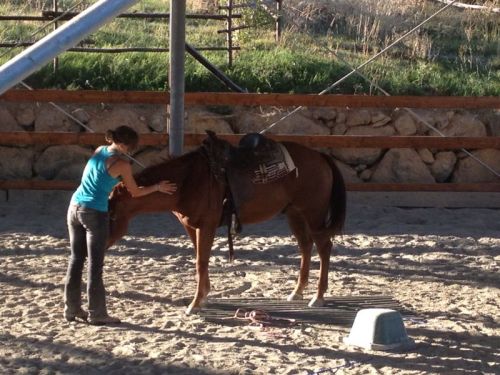Un grazie ben meritato per averla seguita anche sull'ostacolo