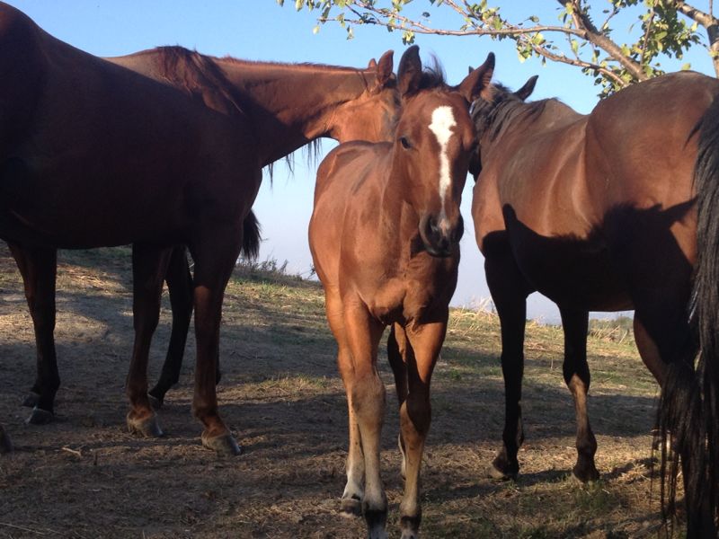 Arriva il primo inverno per i più giovani del Ranch