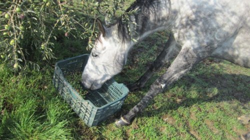Sugli alberi o in cassetta, per fortuna le olvie ai cavalli non piacciono