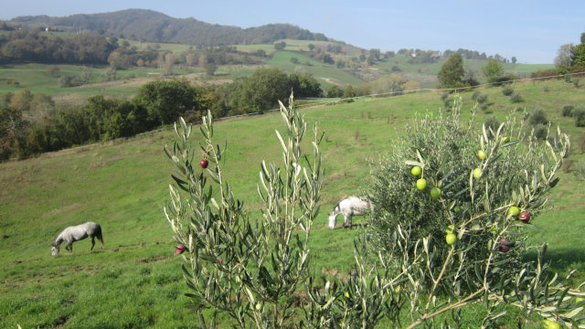 Il pascolo dell'oliveto, esposto a Sud Est, con i cavalli a godersi l'erba autunnale